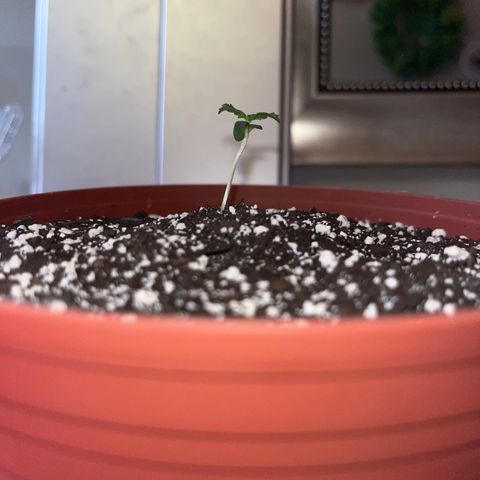 Plant-it at the disco growlog timeline photo