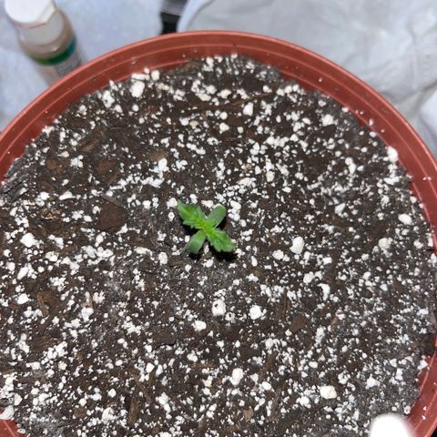 Plant-it at the disco growlog timeline photo