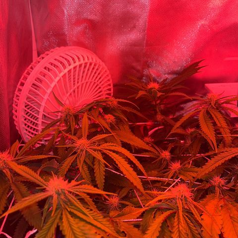 Amy Weedhouse growlog timeline photo