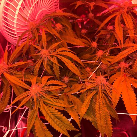 Amy Weedhouse growlog timeline photo