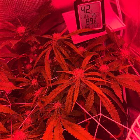 CannaBusta Rhymes  growlog timeline photo
