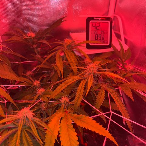 CannaBusta Rhymes  growlog timeline photo