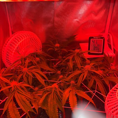 CannaBusta Rhymes  growlog timeline photo
