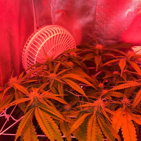 Amy Weedhouse growlog timeline photo