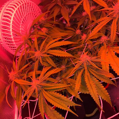 Amy Weedhouse growlog timeline photo
