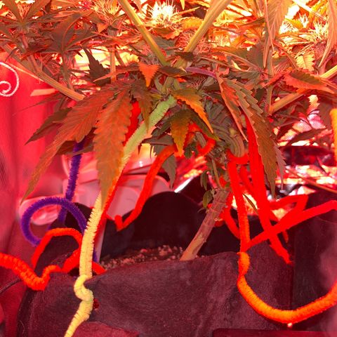 Amy Weedhouse growlog timeline photo