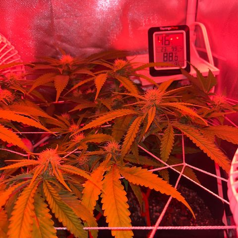 CannaBusta Rhymes  growlog timeline photo