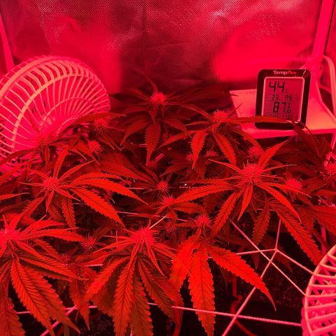 CannaBusta Rhymes  growlog timeline photo