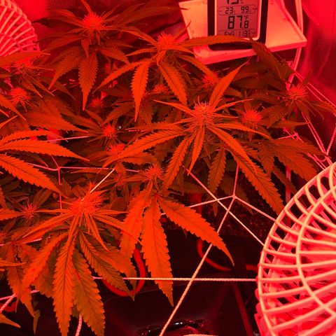 CannaBusta Rhymes  growlog timeline photo