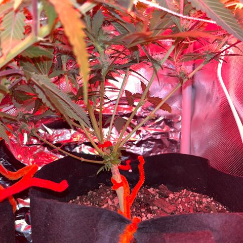 CannaBusta Rhymes  growlog timeline photo