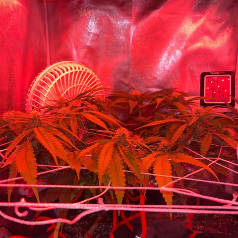 Amy Weedhouse growlog timeline photo