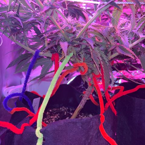 Amy Weedhouse growlog timeline photo
