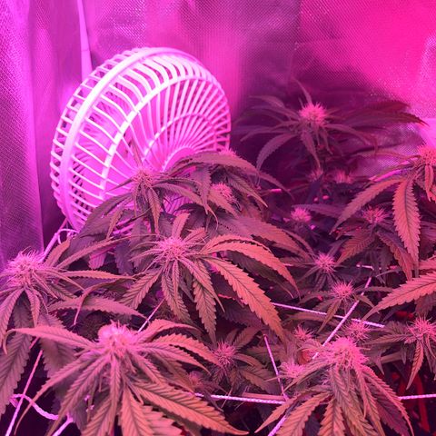 Amy Weedhouse growlog timeline photo