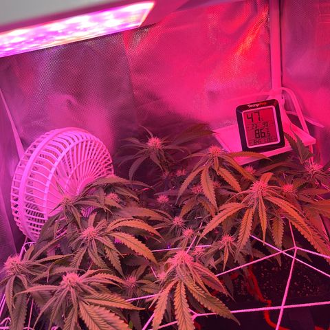 Amy Weedhouse growlog timeline photo