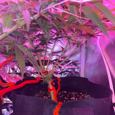 CannaBusta Rhymes  growlog timeline photo