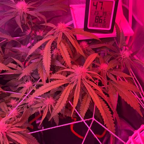CannaBusta Rhymes  growlog timeline photo