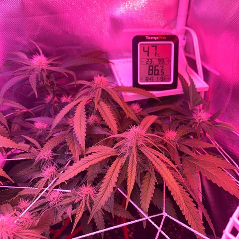 CannaBusta Rhymes  growlog timeline photo