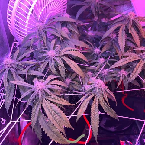 Amy Weedhouse growlog timeline photo