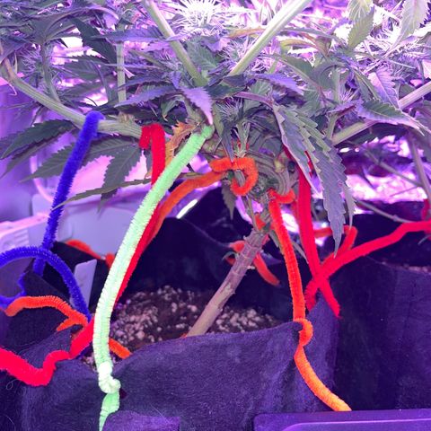 Amy Weedhouse growlog timeline photo