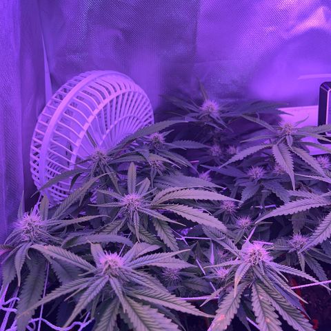 Amy Weedhouse growlog timeline photo