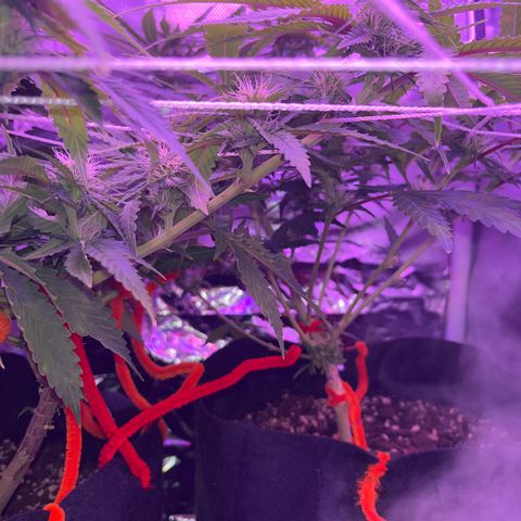 CannaBusta Rhymes  growlog timeline photo