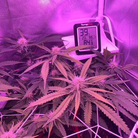 CannaBusta Rhymes  growlog timeline photo
