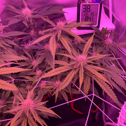 CannaBusta Rhymes  growlog timeline photo