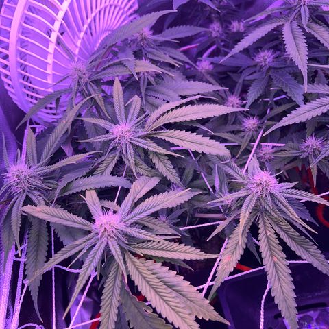 Amy Weedhouse growlog timeline photo