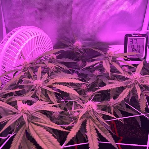 Amy Weedhouse growlog timeline photo