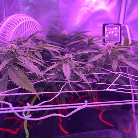 CannaBusta Rhymes  growlog timeline photo