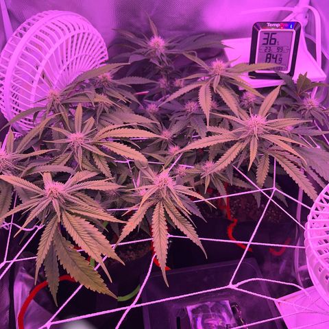 CannaBusta Rhymes  growlog timeline photo