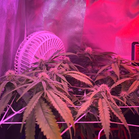 Amy Weedhouse growlog timeline photo