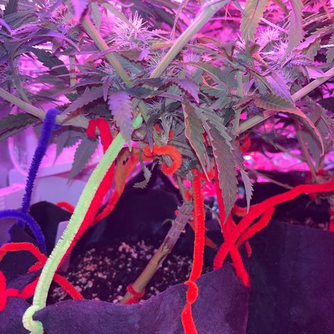 Amy Weedhouse growlog timeline photo