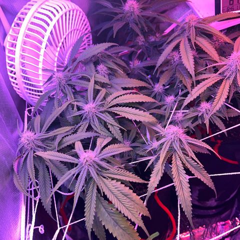 Amy Weedhouse growlog timeline photo