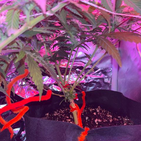 CannaBusta Rhymes  growlog timeline photo