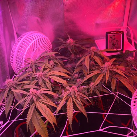 CannaBusta Rhymes  growlog timeline photo