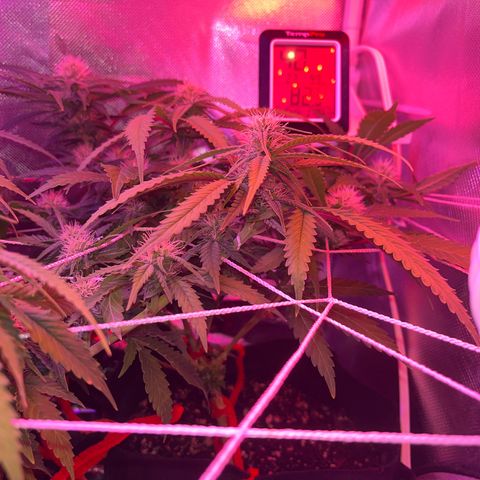 CannaBusta Rhymes  growlog timeline photo
