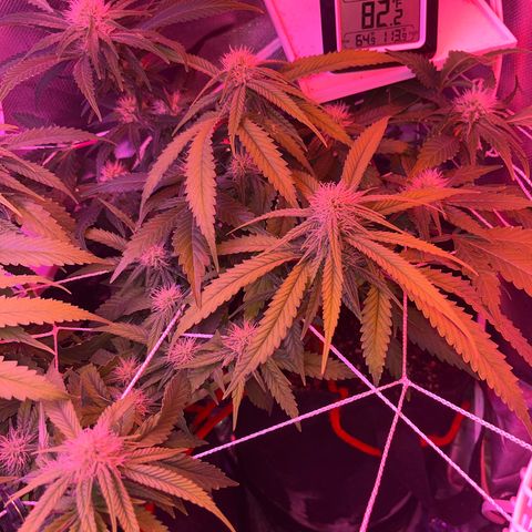 CannaBusta Rhymes  growlog timeline photo