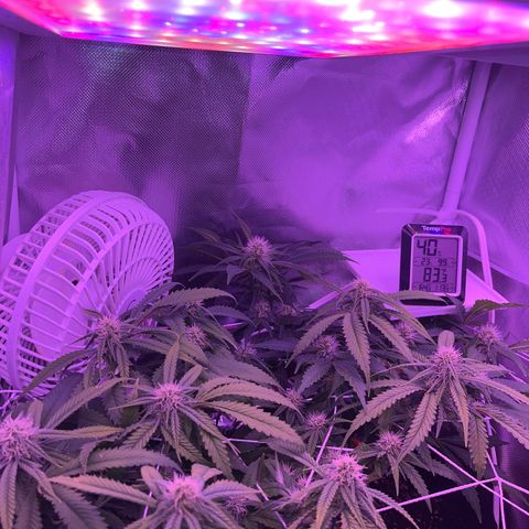 Amy Weedhouse growlog timeline photo