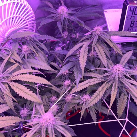 Amy Weedhouse growlog timeline photo