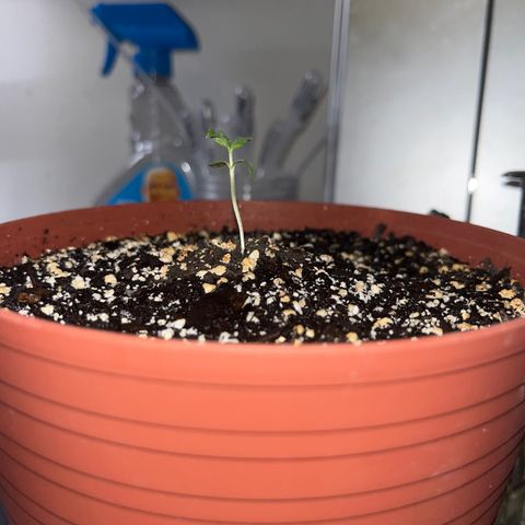 Plant-it at the disco growlog timeline photo