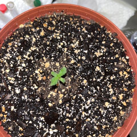 Plant-it at the disco growlog timeline photo