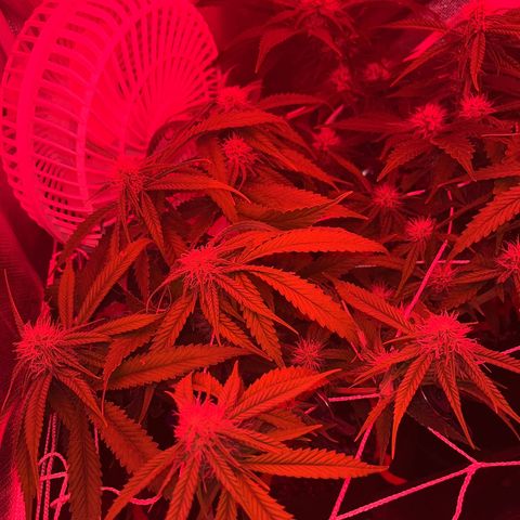 Amy Weedhouse growlog timeline photo