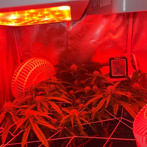 Amy Weedhouse growlog timeline photo