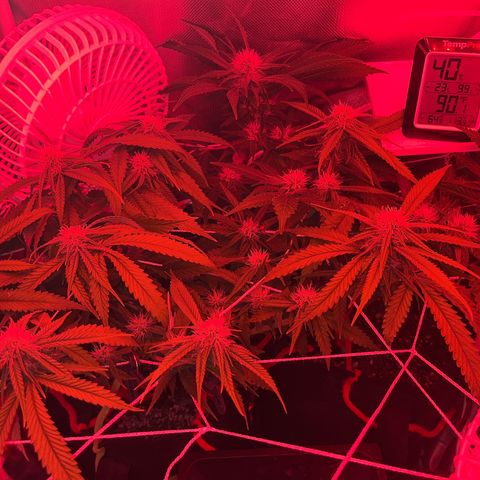 CannaBusta Rhymes  growlog timeline photo