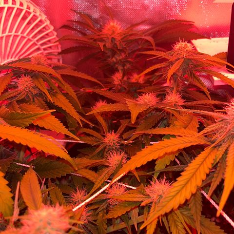 CannaBusta Rhymes  growlog timeline photo