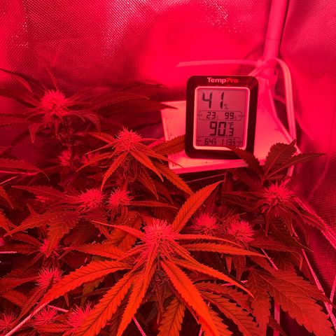 CannaBusta Rhymes  growlog timeline photo
