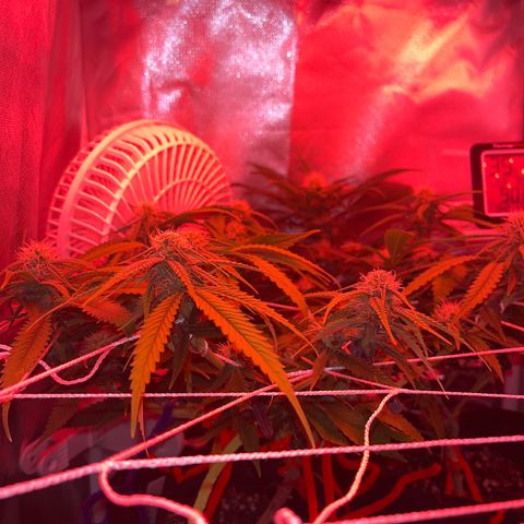 Amy Weedhouse growlog timeline photo
