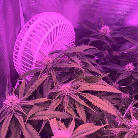 Amy Weedhouse growlog timeline photo