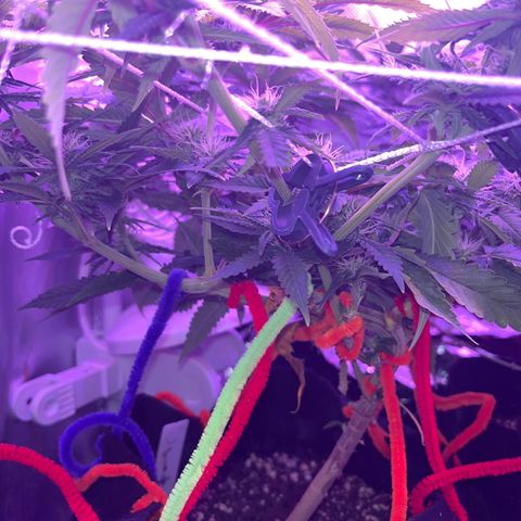 Amy Weedhouse growlog timeline photo
